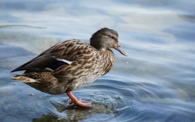 Weshalb du nicht immer alles wissen musst