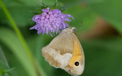Was du als sensitive Frau von der Natur lernen kannst