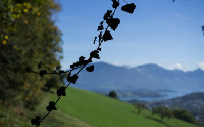 Wie du in Zeiten des Wandels deine eigene Wahrheit erkennst