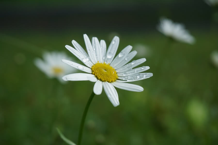 Wieso Tränen dich in deiner Heilung als sensitive Frau unterstützen